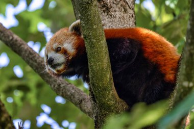 Red panda, Ailurus fulgens, küçük panda olarak da bilinir.