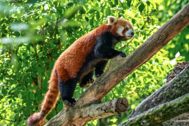 Red panda, Ailurus fulgens, küçük panda olarak da bilinir.