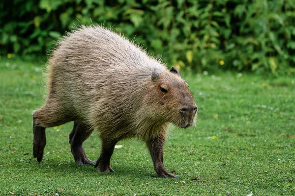 Kapybara hydrochaeris Hydrochoerus pastwiska na świeżej zielonej trawie — Zdjęcie stockowe