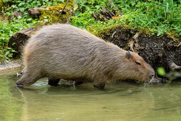 Capybara, Hydrochoerus Hydrochaeri випасується на свіжій зеленій траві — стокове фото