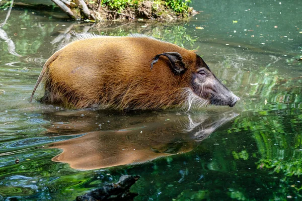 Porco-do-rio-vermelho, Potamochoerus porcus, também conhecido como porco-do-mato . — Fotografia de Stock