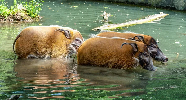 Kızılırmak domuz, Potamochoerus porcus, olarak da bilinen bush domuz. — Stok fotoğraf