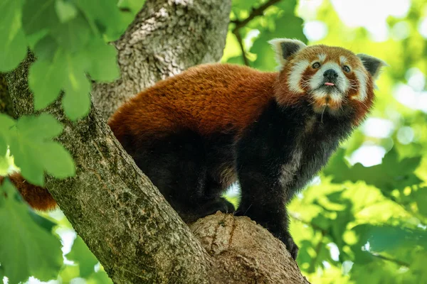 El panda rojo, Ailurus fulgens, también llamado el panda menor . — Foto de Stock