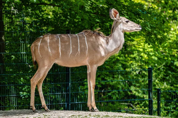 El eland común, Taurotragus oryx es un antílope de sabana — Foto de Stock