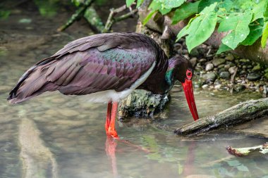Siyah leylek, Ciconia nigra bir Alman Doğa Parkı