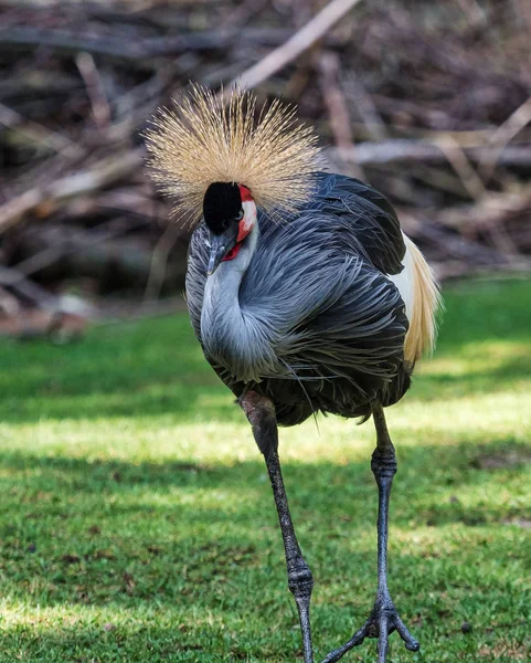 Siyah taç Crane, Balearica pavonina Hayvanat Bahçesi — Stok fotoğraf