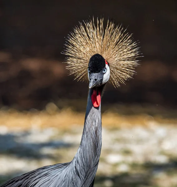 Sort kronet trane, Balearica pavonina i zoologisk have - Stock-foto