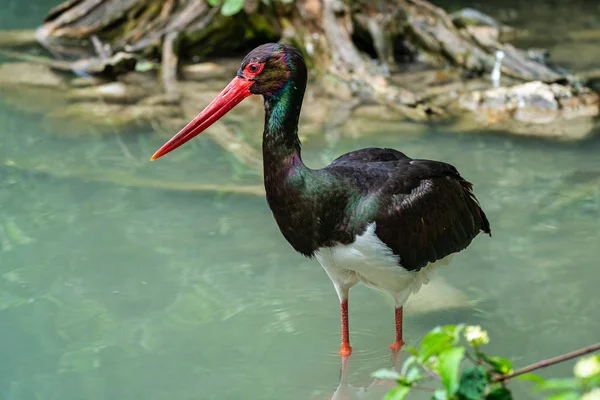 Schwarzstorch, ciconia nigra in einem deutschen Naturpark — Stockfoto