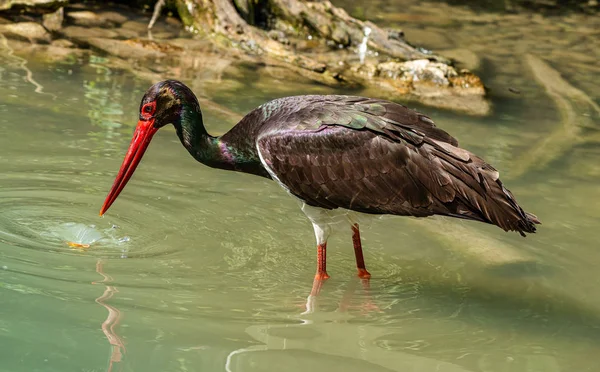 Black stork, Ciconia nigra in a german nature park