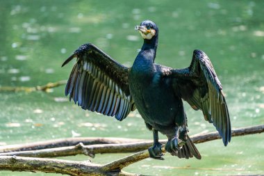 Büyük karabatak, Phalacrocorax karbonhidrat bir dala oturmuş