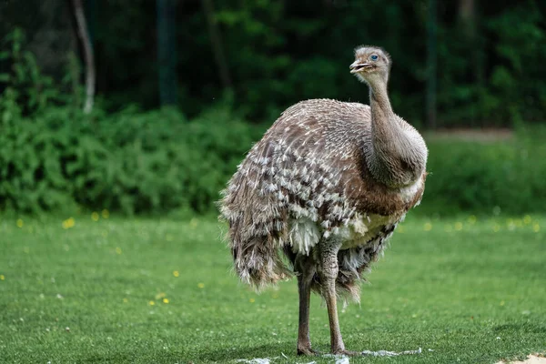 Darwins rhea, Rhea pennata juga dikenal sebagai rhea yang lebih rendah . — Stok Foto