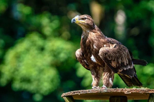 Falco di Harriss, Parabuteo unicinctus, falco alato o falco crepuscolare — Foto Stock