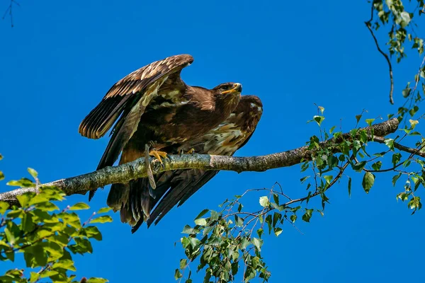 Sürgü şahin, Parabuteo unicinctus, şahin defne kanatlı veya gölgeli şahin — Stok fotoğraf