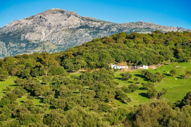 Ubrique, Cadiz yakınlarındaki manzara. İspanya, Endülüs Alcornocales parkında
