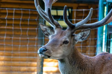 Karaca geyik, Capreolus capreolus çoğunlukla Almanya ve Fransa 'da yaşıyor