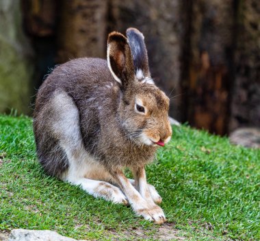 Dağ tavşanı, Lepus timidus, beyaz tavşan olarak da bilinir.