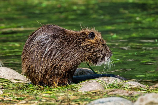 Coypu, Myocastor coypus, also known as river rat or nutria — Stock Photo, Image