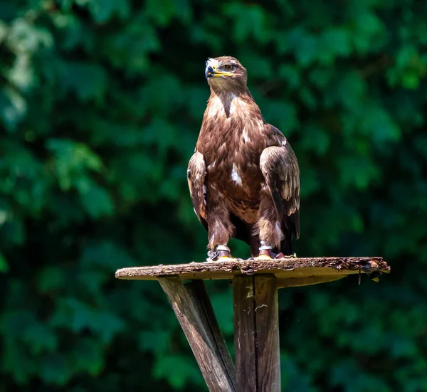 Falco di Harriss, Parabuteo unicinctus, falco alato o falco crepuscolare — Foto Stock
