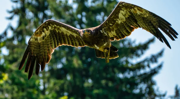 Harriss hawk, parabuteo unicinctus, rotflügeliger falke oder dusky hawk — Stockfoto