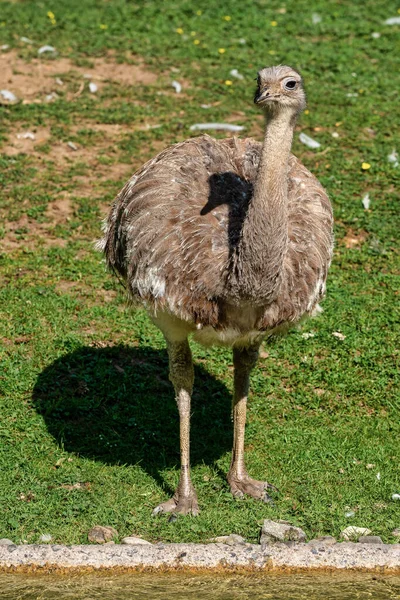 Darwins rhea, Rhea pennata znany również jako małopolskie rhea. — Zdjęcie stockowe