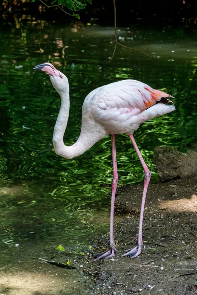 Американский фламинго, Phoenicopterus ruber большой вид фламинго — стоковое фото
