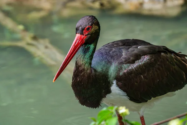 Schwarzstorch, ciconia nigra in einem deutschen Naturpark — Stockfoto