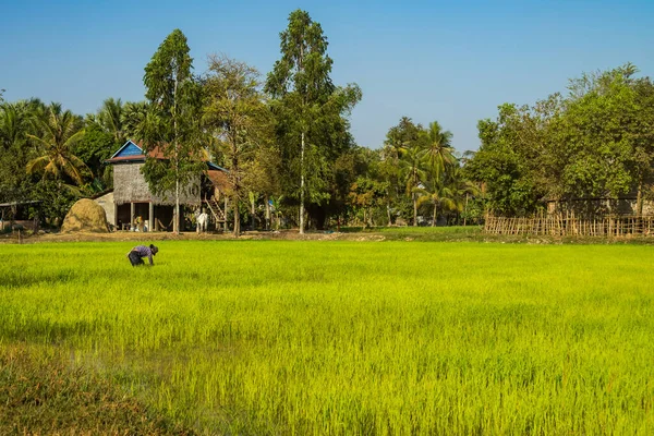 Belle excursion à la campagne dans un district rural tropical, Siem Reap, Cambodge — Photo