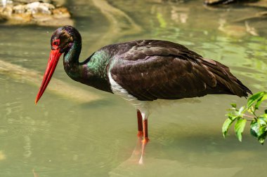 Siyah leylek, Ciconia nigra bir Alman Doğa Parkı
