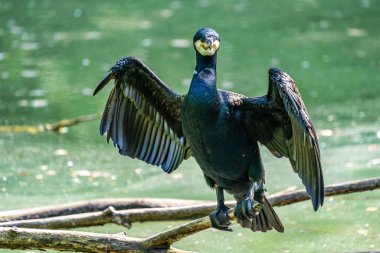 Büyük karabatak, Phalacrocorax karbonhidrat bir dala oturmuş