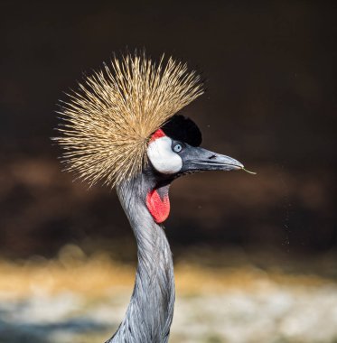 Siyah taç Crane, Balearica pavonina Hayvanat Bahçesi