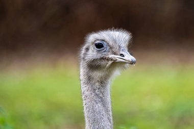 Darwin'in rhea, Rhea pennata olarak da bilinen daha az rhea.