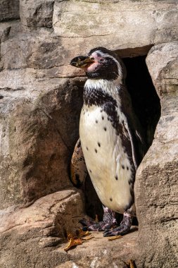 Humboldt pengueni, Spheniscus humboldti Hayvanat Bahçesi