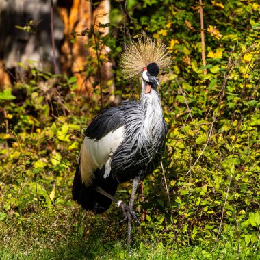 Siyah taç Crane, Balearica pavonina Hayvanat Bahçesi
