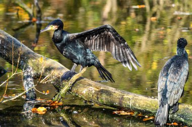 Büyük karabatak, Phalacrocorax karbonhidrat bir dala oturmuş