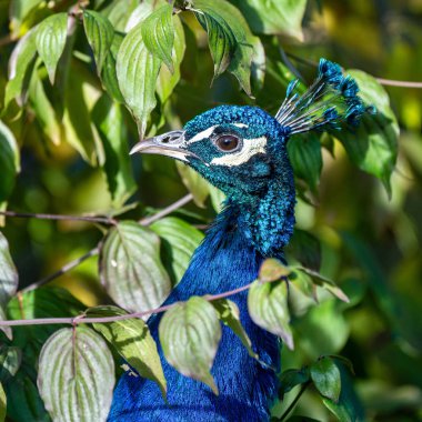 Hint tavuskuşu veya mavi tavus kuşu, Pavo cristatus Hayvanat Bahçesi