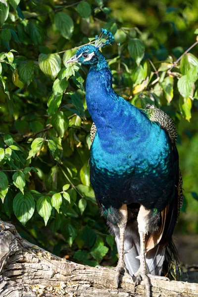 Indian Peacock or Blue Peacock, Pavo cristatus in the zoo — Stock Photo, Image