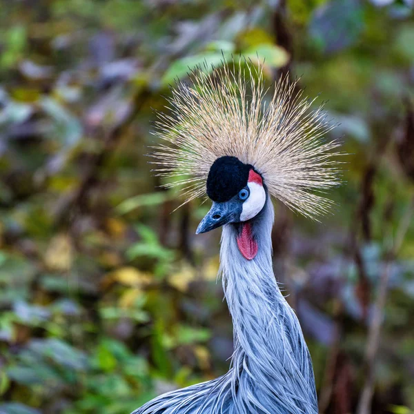 Crane Coroado Preto, Balearica pavonina no zoológico — Fotografia de Stock