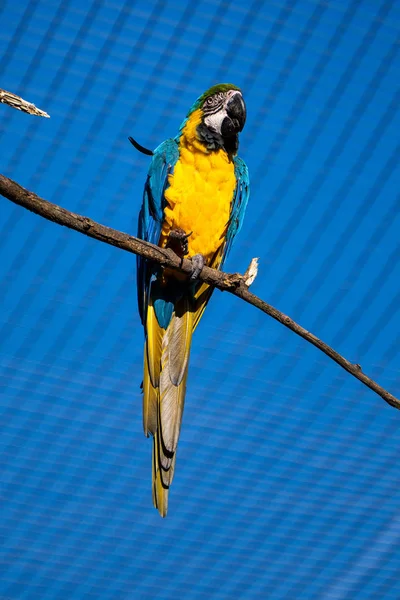 A arara azul e amarela, Ara ararauna é um grande papagaio sul-americano — Fotografia de Stock