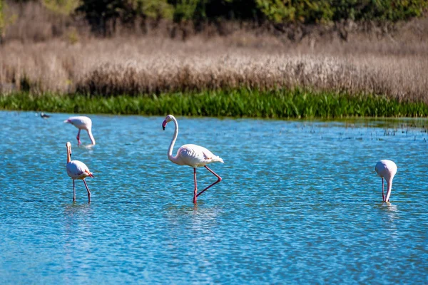 Büyük Flamingolar Içinde Lagoon Fuente de Piedra, Endülüs, İspanya — Stok fotoğraf