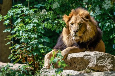 Aslan, Panthera leo cins Panthera dört büyük kedilerde biridir