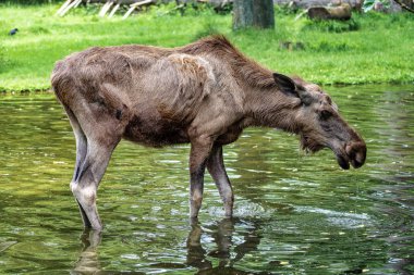 Avrupa Moose, Alces alces, olarak da bilinen geyik
