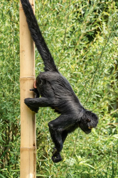 Черноголовая паукообразная обезьяна, Ateles fusciceps является видом паукообразной обезьяны — стоковое фото