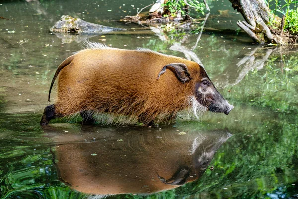 Porco-do-rio-vermelho, Potamochoerus porcus, também conhecido como porco-do-mato . — Fotografia de Stock