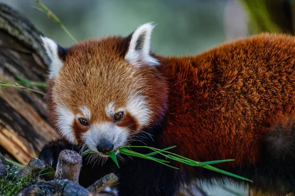 Красная панда, Ailurus fulgens, также называемая меньшей пандой . — стоковое фото