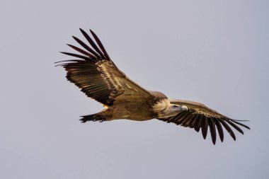 Griffon akbabası, Monfrague Ulusal Parkı 'nda Gyps Fulvus. Extremadura, İspanya