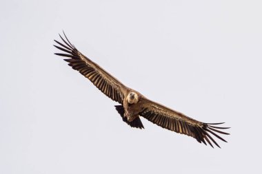 Griffon akbabası, Monfrague Ulusal Parkı 'nda Gyps Fulvus. Extremadura, İspanya