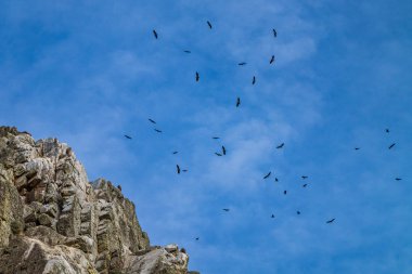 Griffon akbabaları, Monfrague Ulusal Parkı 'nda Gyps fulvus. Extremadura, İspanya