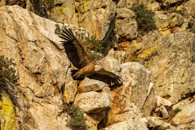 Griffon akbabası, Monfrague Ulusal Parkı 'nda Gyps Fulvus. Extremadura, İspanya