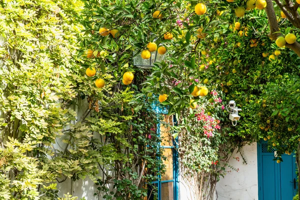 Patio jardín del Palacio de Viana en Córdoba, Andalucía, España . — Foto de Stock