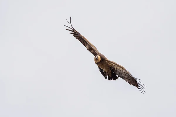 Griffon vulture, Gyps fulvus in Monfrague National Park. Extremadura, Spain — Stockfoto